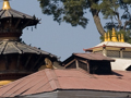 Affe auf Tempeldach
